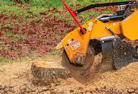 Professional Tree Removal in Dinuba, CA